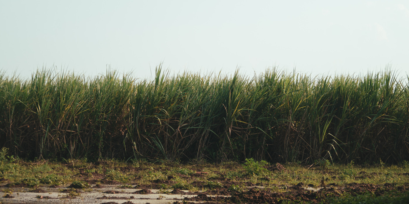Sugarcane field ready for harvest