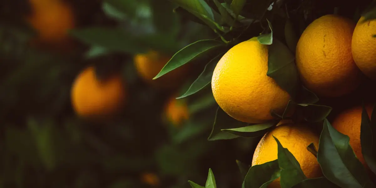 Citrus crop