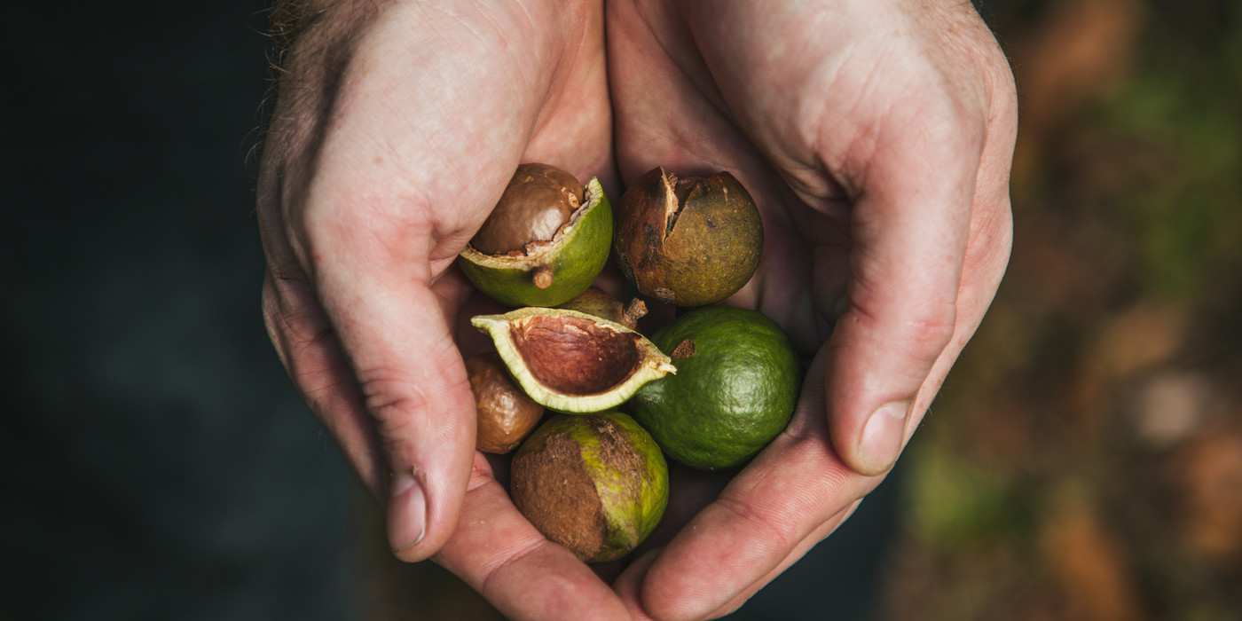 Freshly harvested macadamia nuts in hand